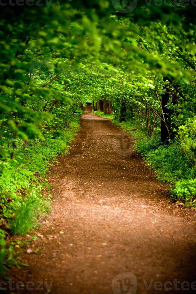 mystical alley through dark forest photo