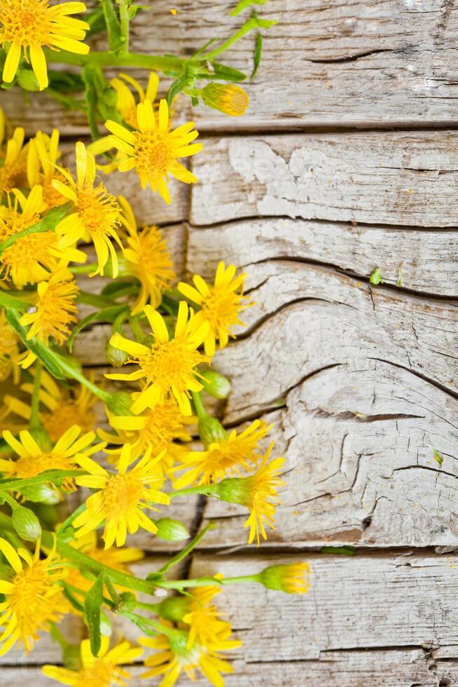 wild yellow flowers photo