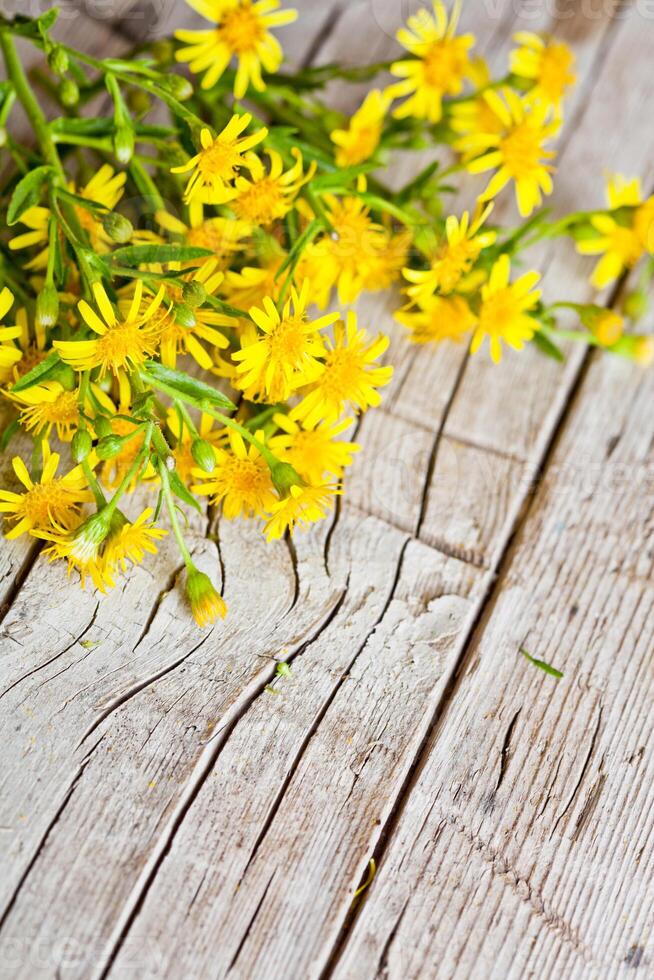 wild yellow flowers photo