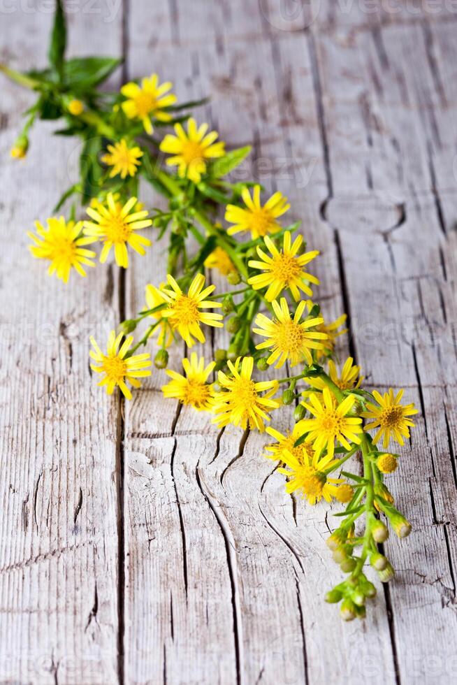 wild yellow flowers photo