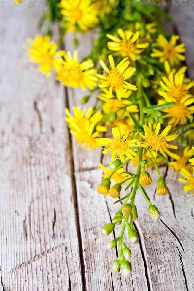 wild yellow flowers photo