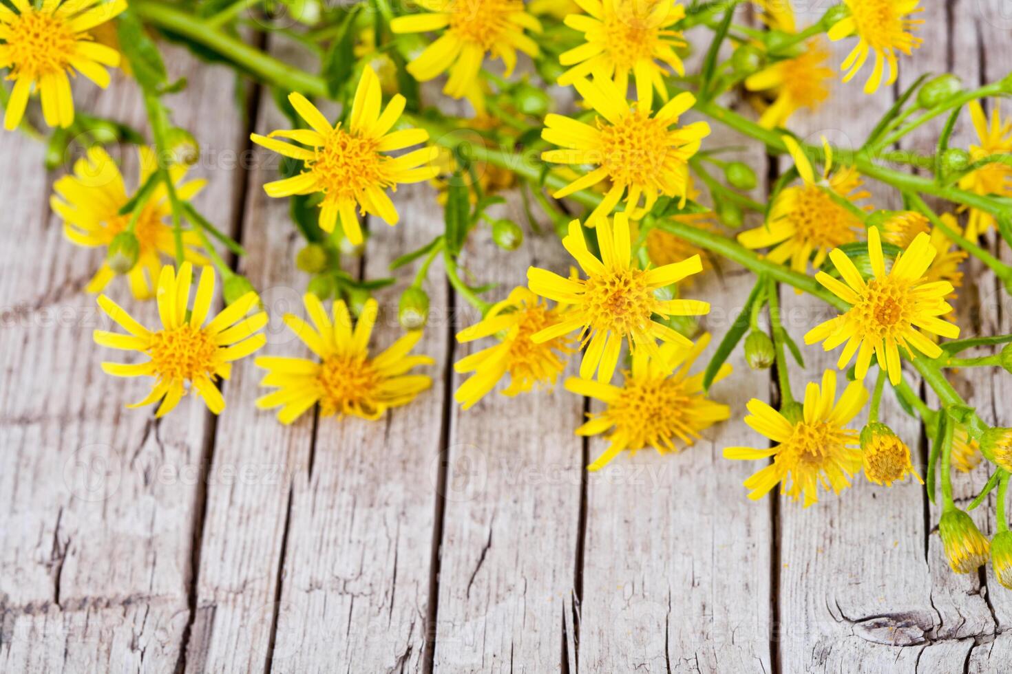 wild yellow flowers photo