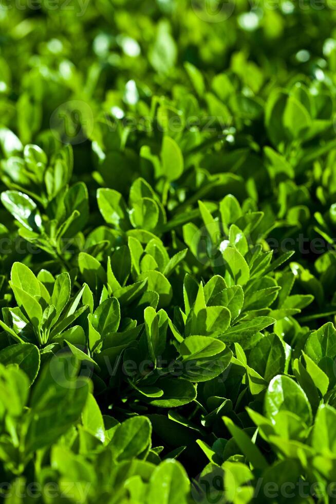 green leaves background photo