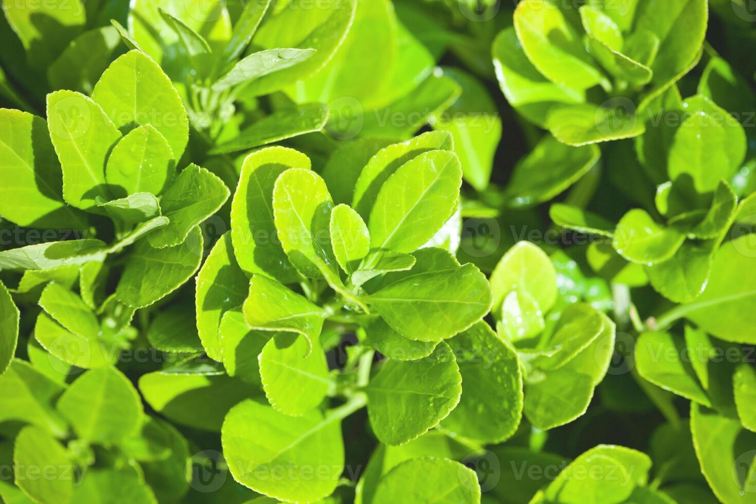 green leaves close up photo