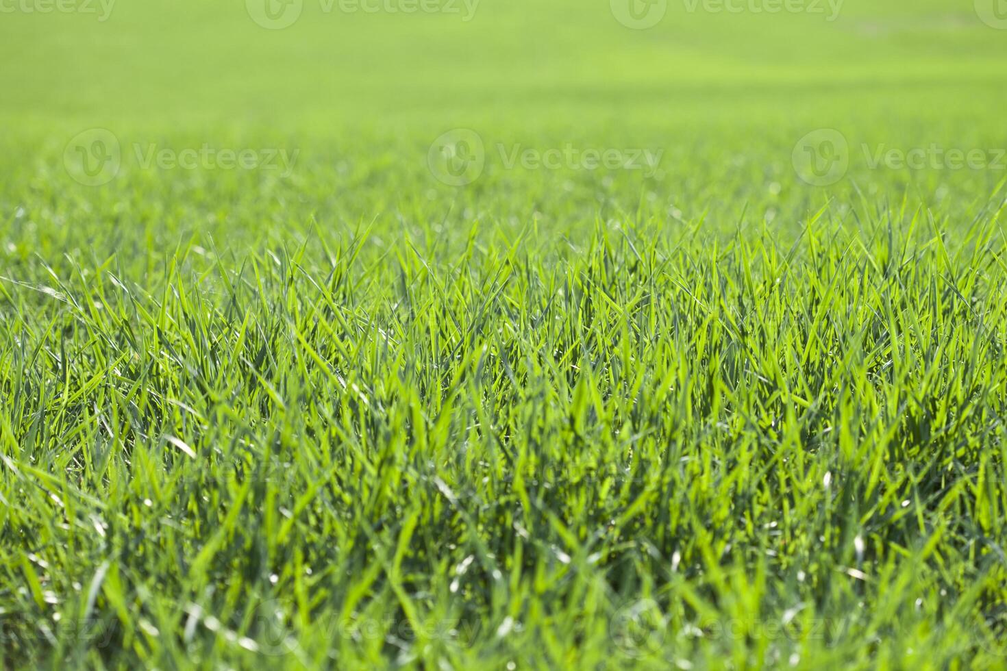 Field of green grass photo