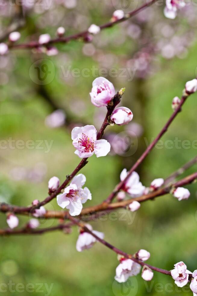 Pink peach flowers. photo