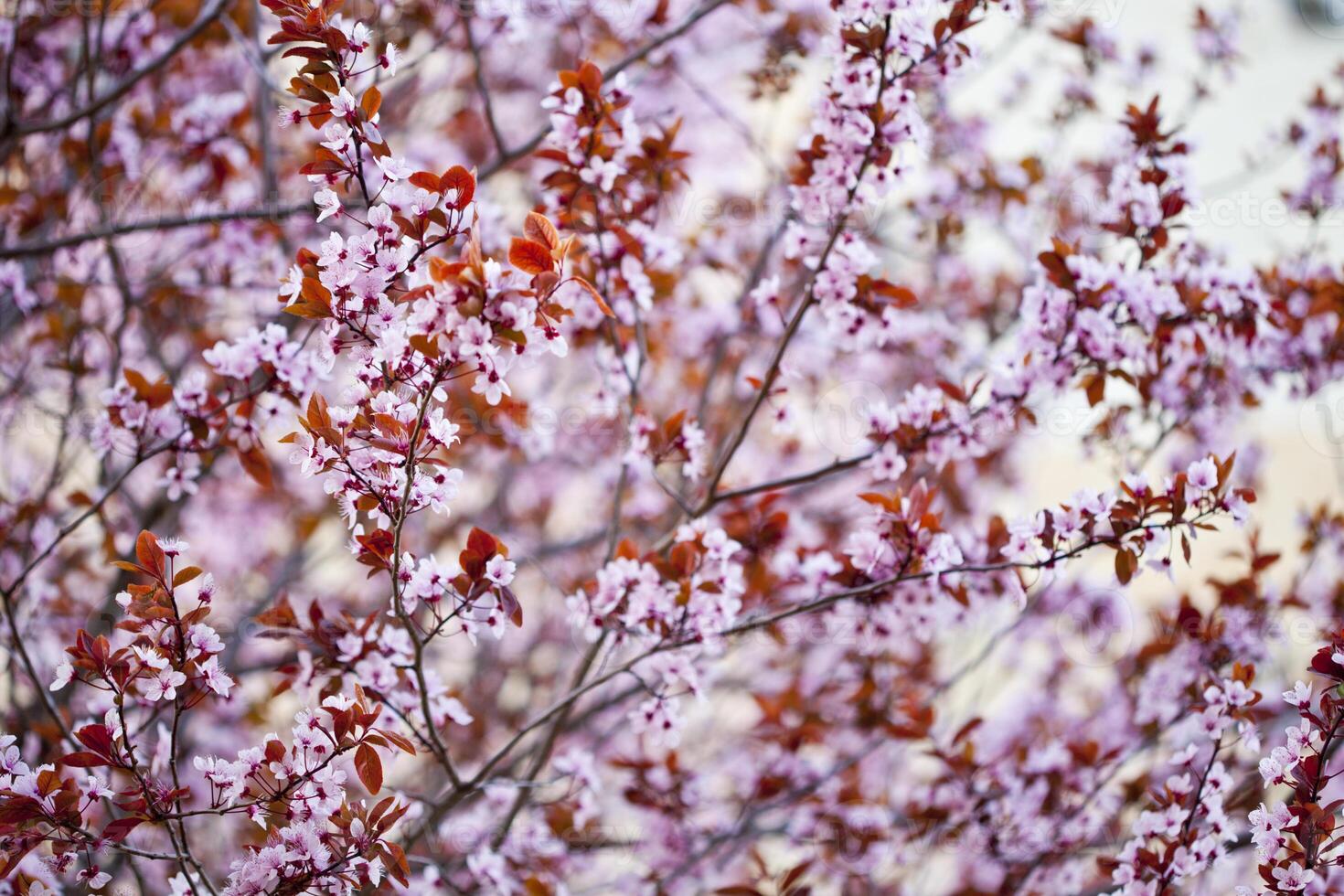 Pink peach flowers background. photo