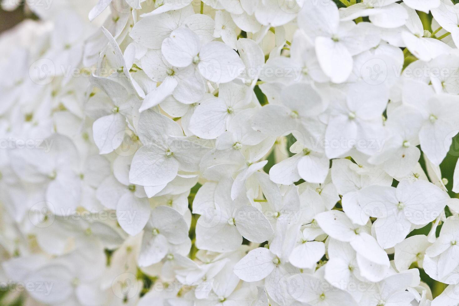 White hydrangea closeup image. photo