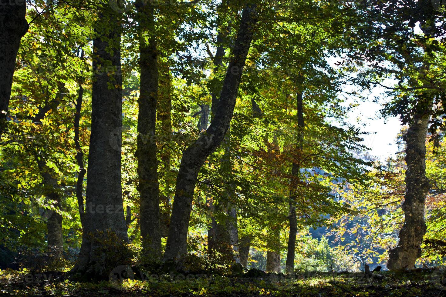 Autumn italian forest. photo