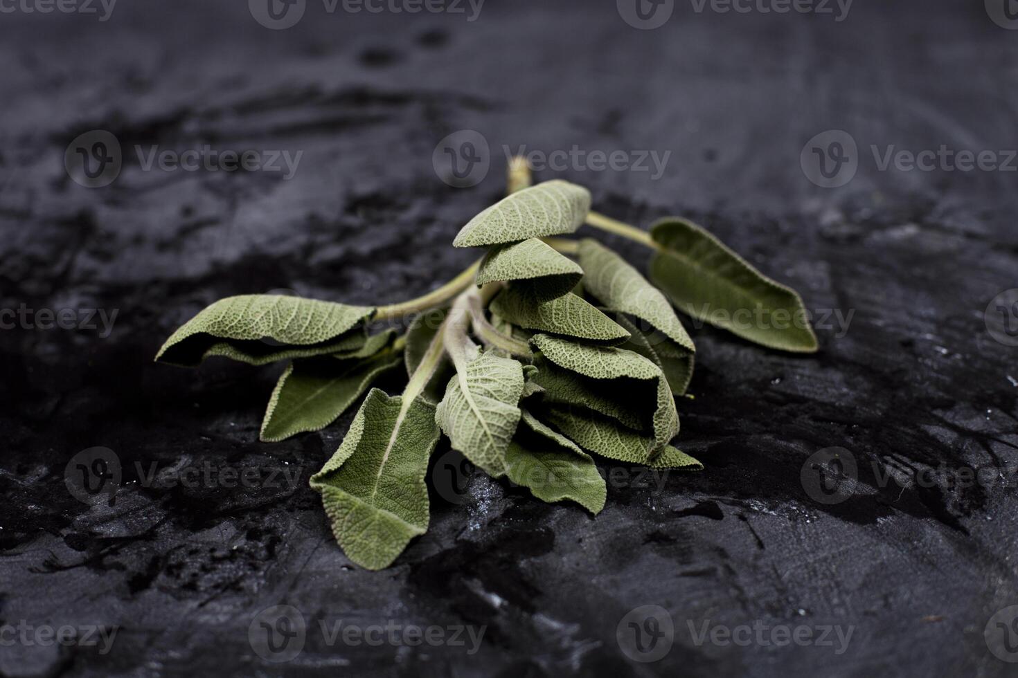 Fresh green sage branch. photo