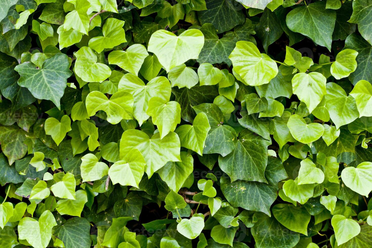 Green leaves pattern background. photo