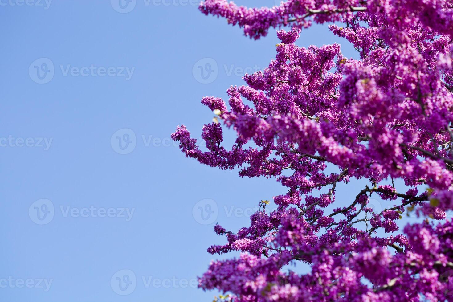 Branches with fresh pink flowers in the morning sunlight against the blue sky. photo