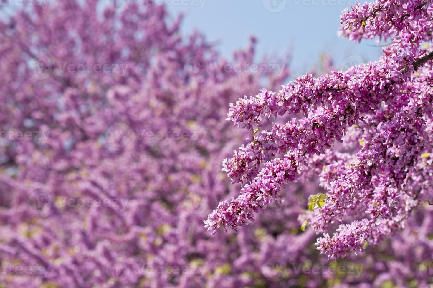 Branches with fresh pink flowers in the morning sunlight against blue sky. photo