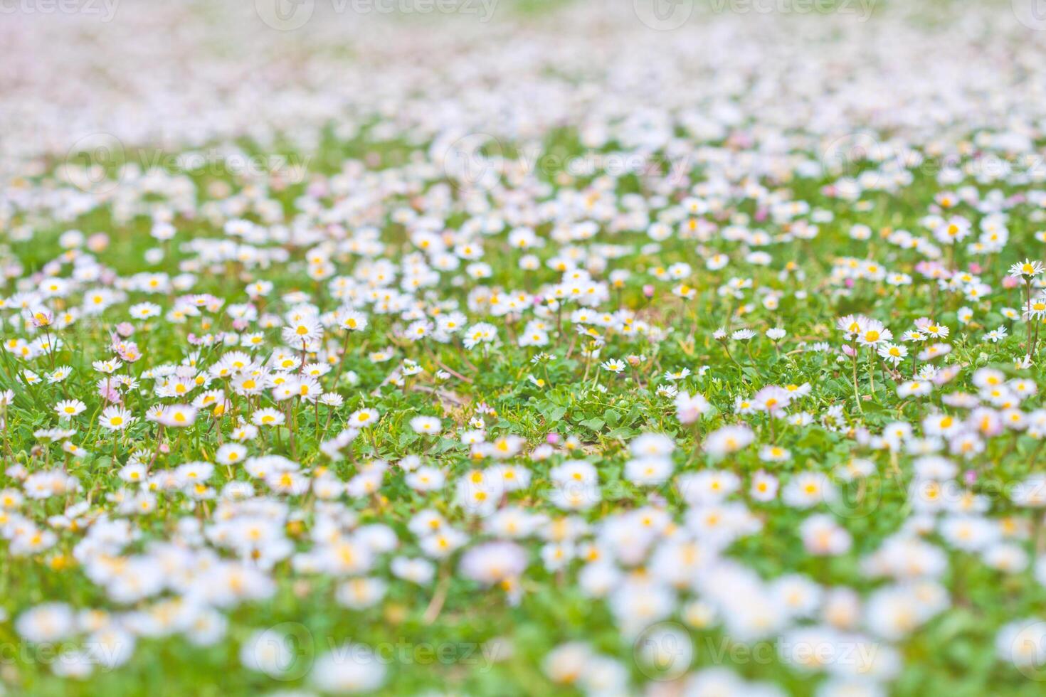 Chamomile flowers spring field background. Meadow background. photo