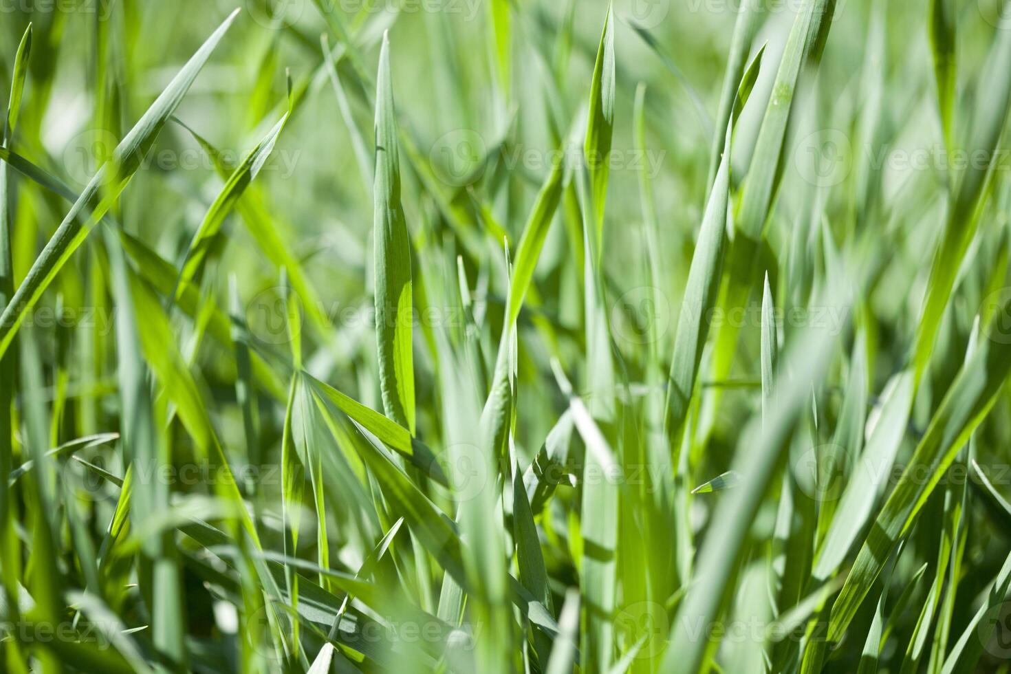 Field of green grass closeup. photo