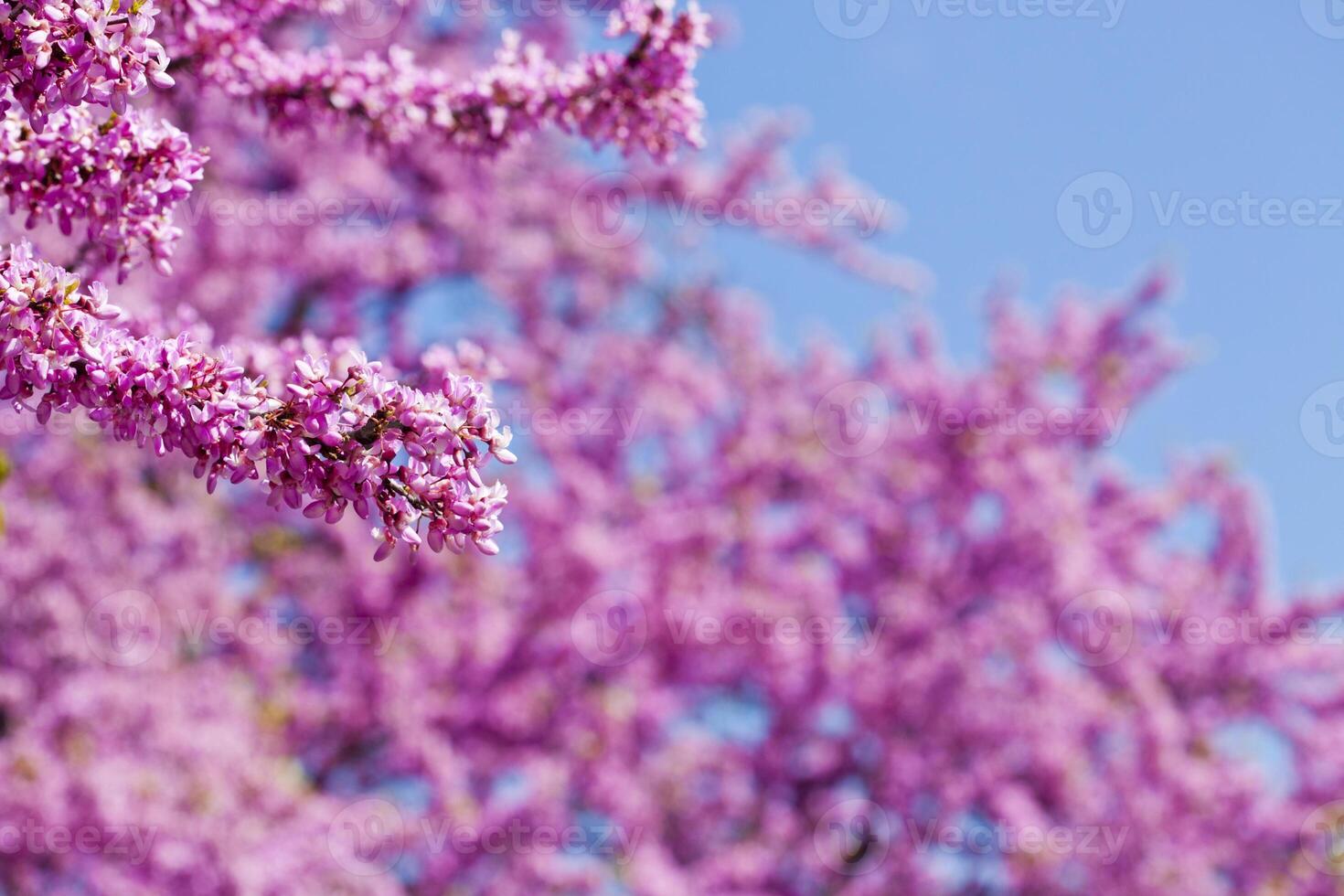 Branches with fresh pink flowers in the morning sunlight against the blue sky. photo