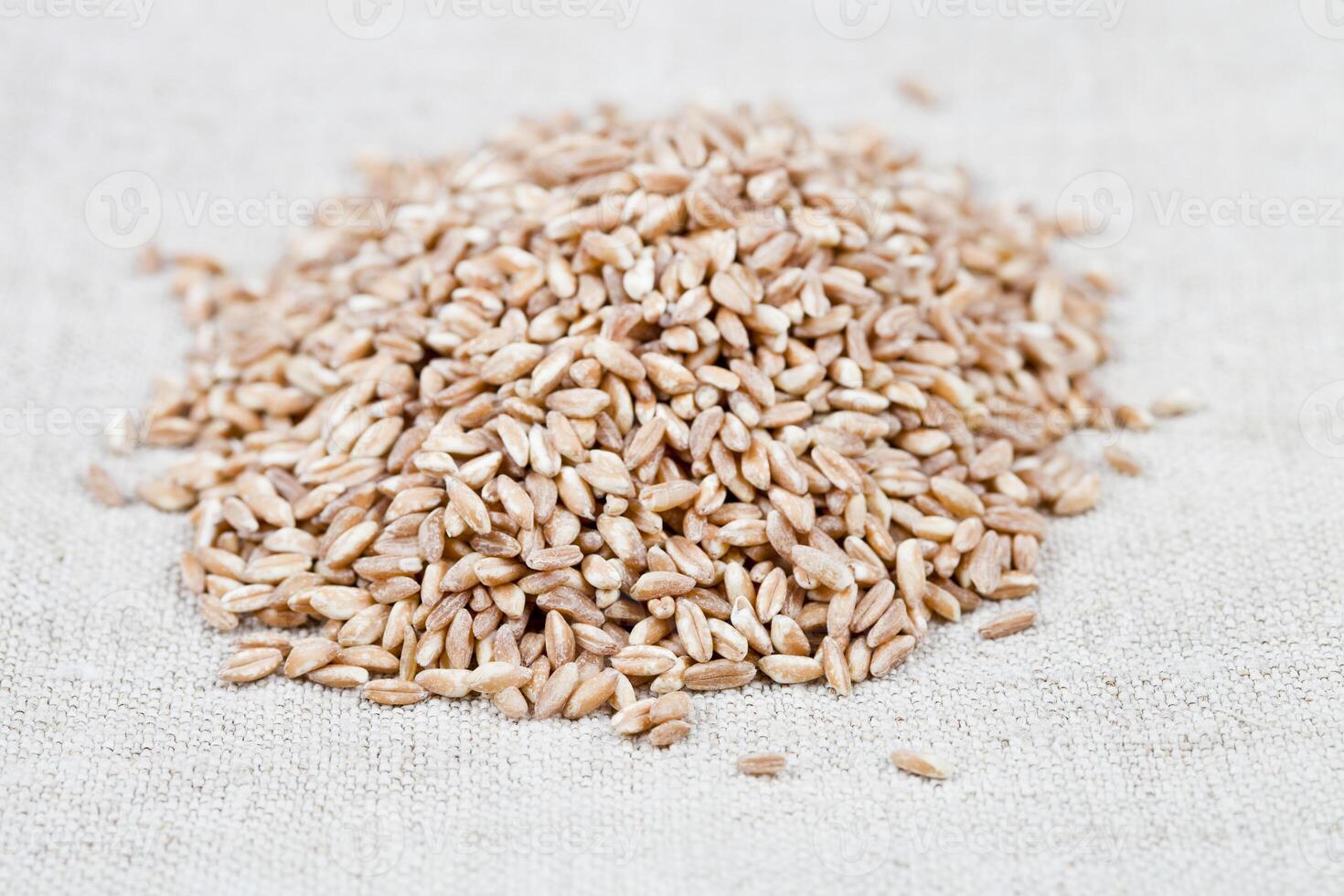 Dry raw organic wheat grain heap on linen tablecloth background. photo