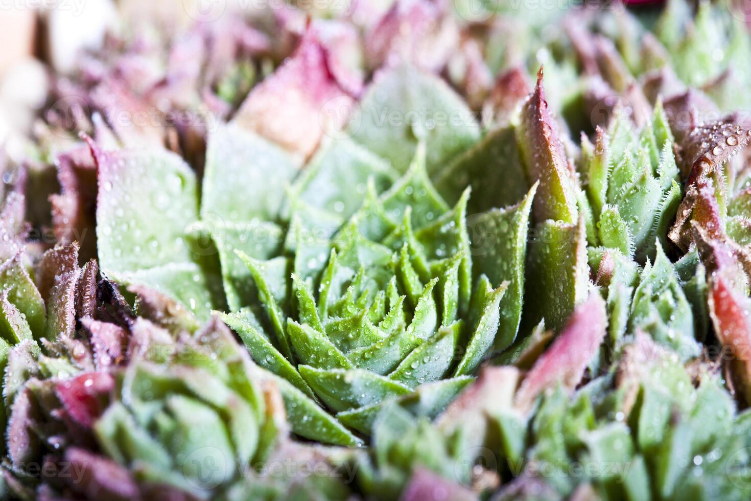Arrangement of the succulents with water drops overhead. photo