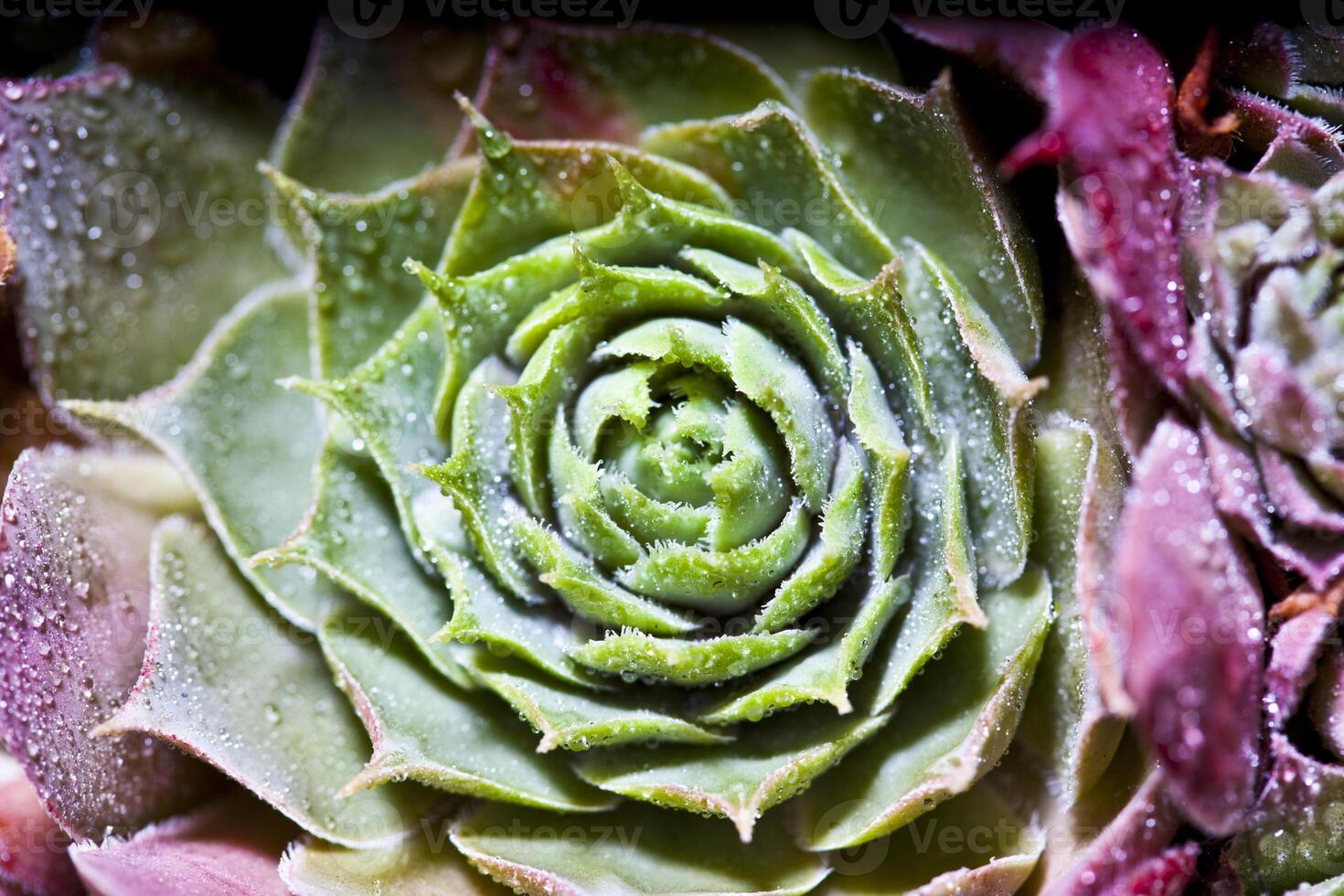 Arrangement of the succulents with water drops overhead. photo