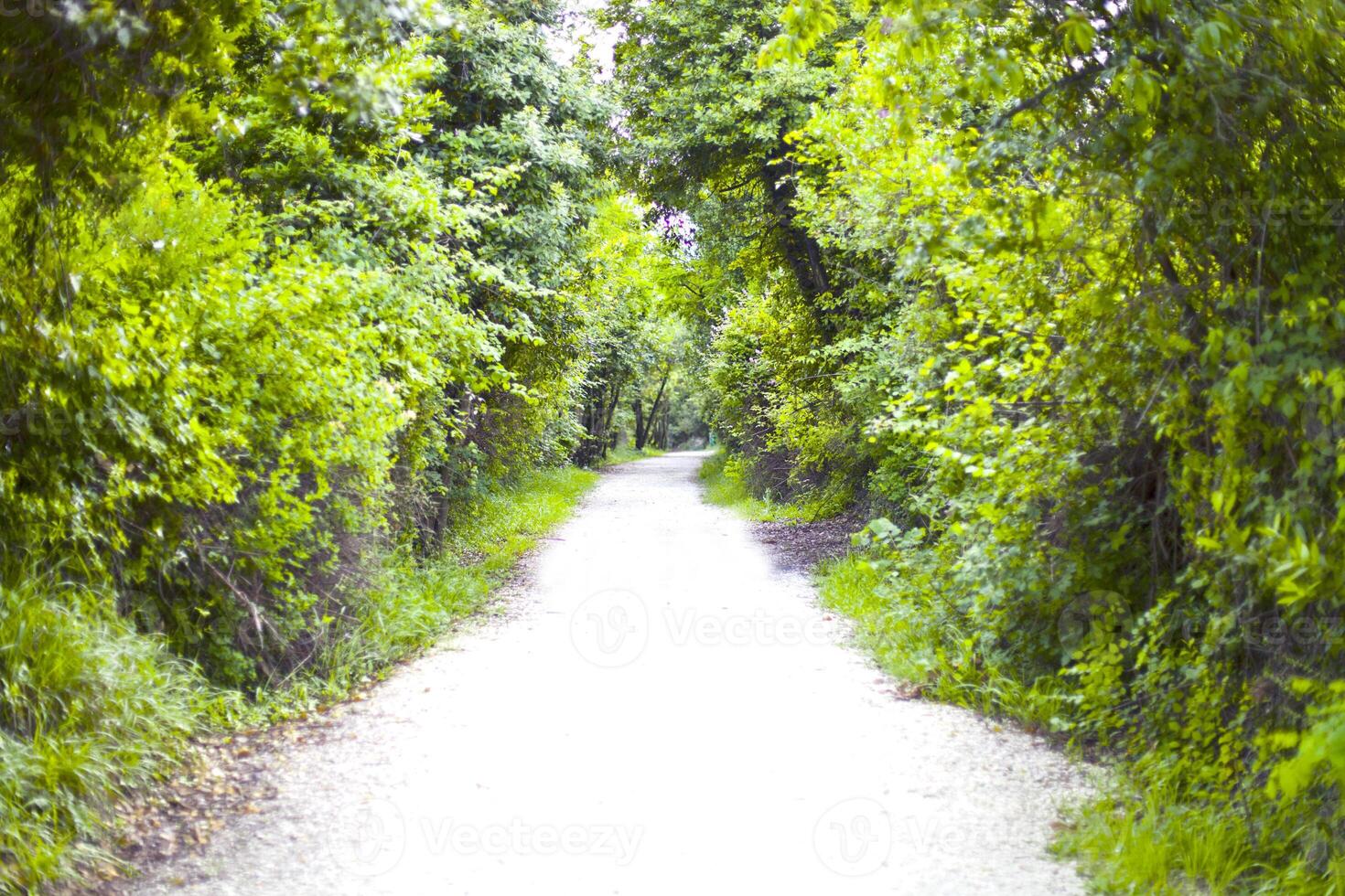 Walkway lane path with green trees in summer forest. photo