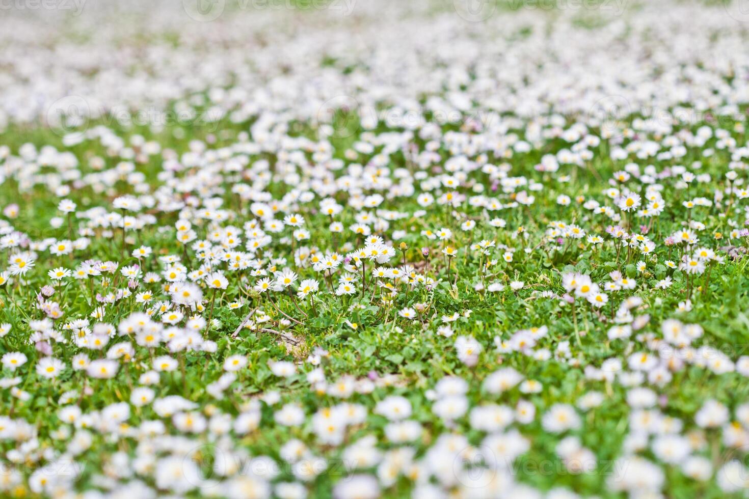 Chamomile flowers spring field background. photo
