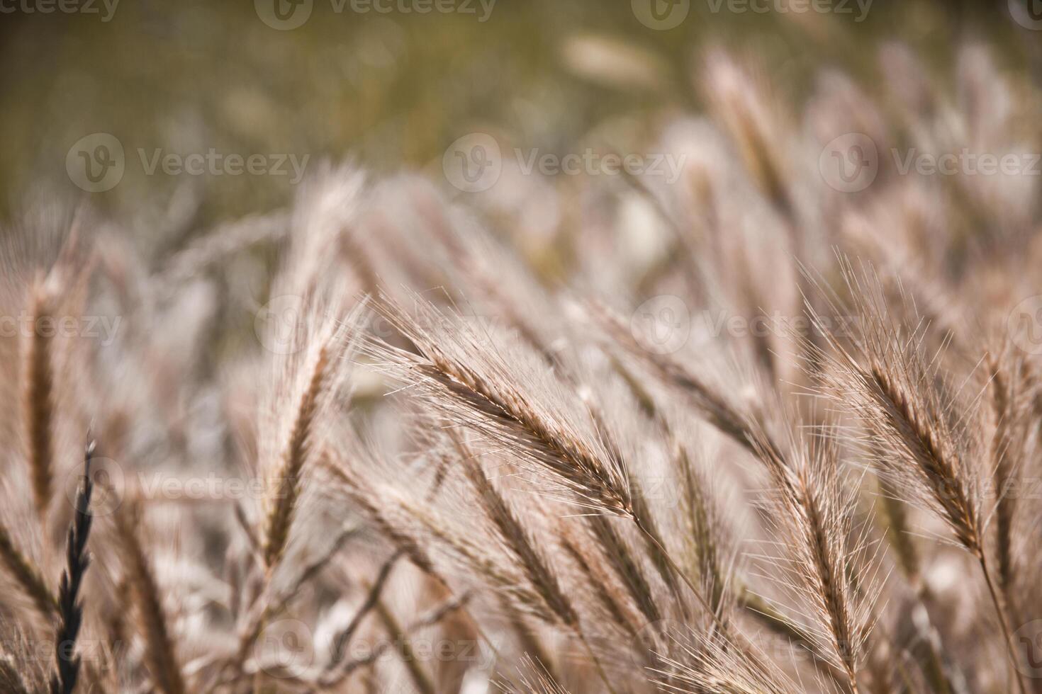 Golden ripe ears of wheat in field, soft focus. photo