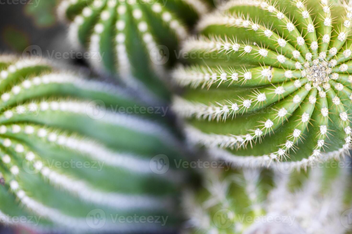 Cactus macro image, selective focus. photo