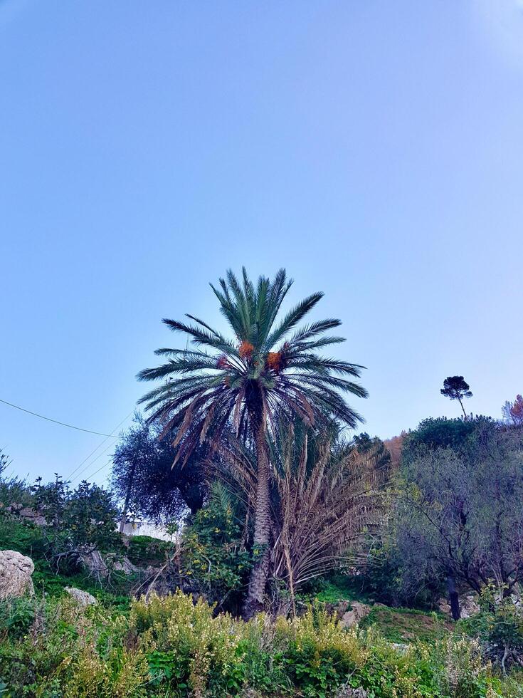 Fruitful palm tree in nature photo