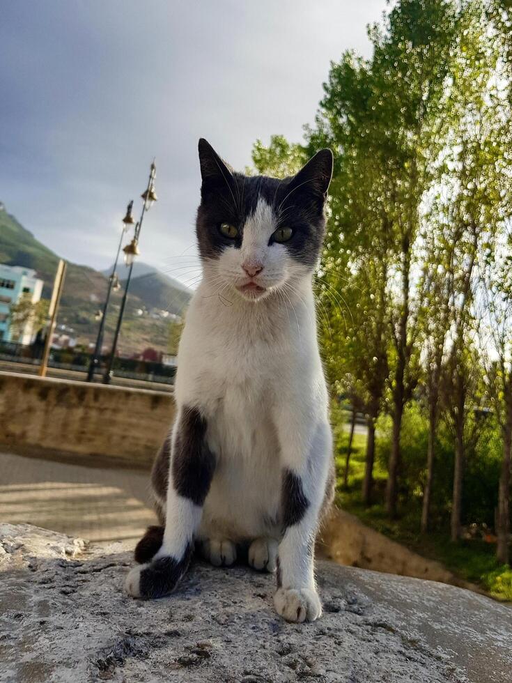 Curious Cat Enjoys a Breezy Perch photo