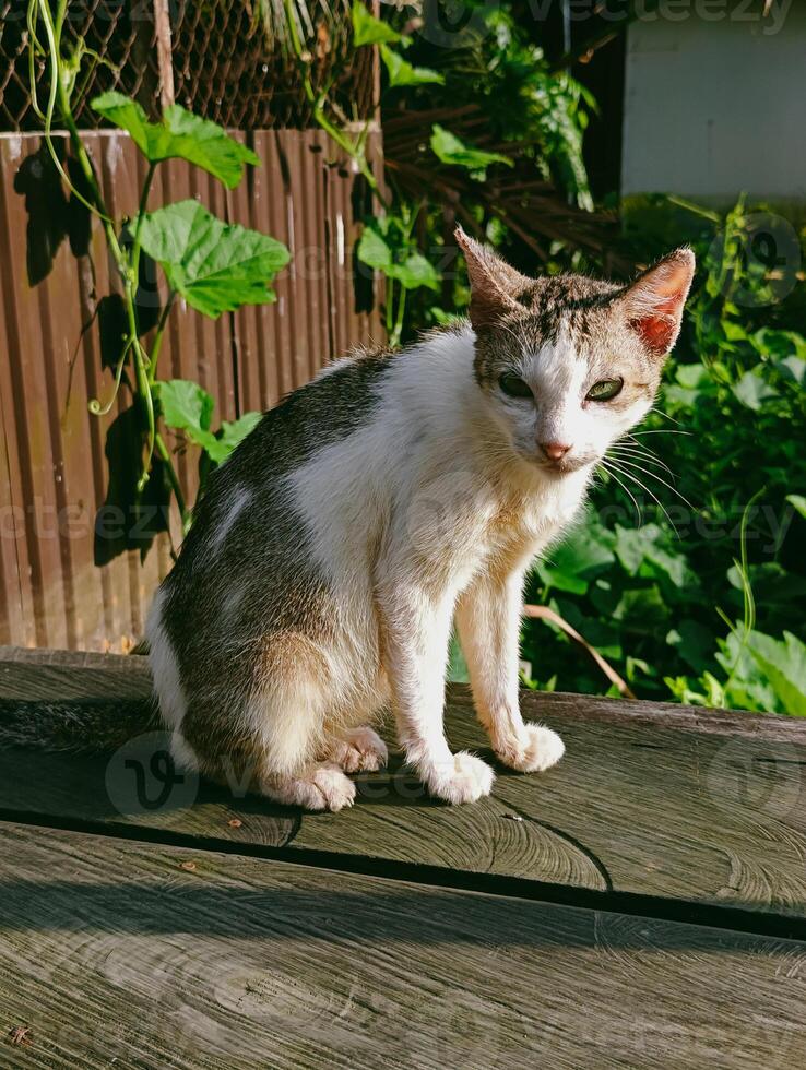 Home village cat, skinny and a little dirty photo