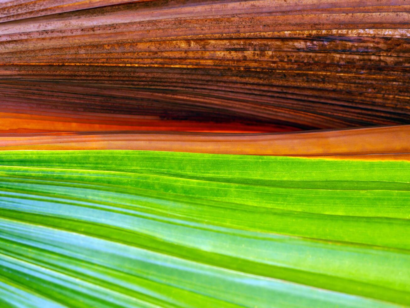 abstract green of the fresh leaves contrasts with brown dry leaf straight line patterndry background close-up photo