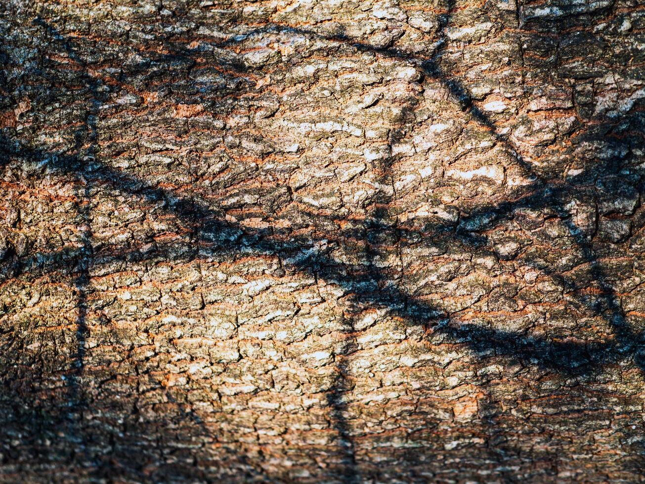 abstract Sunlight shadows tree branch patterns on tamarind tree bark background pattern or Tamarind tree skin texture photo