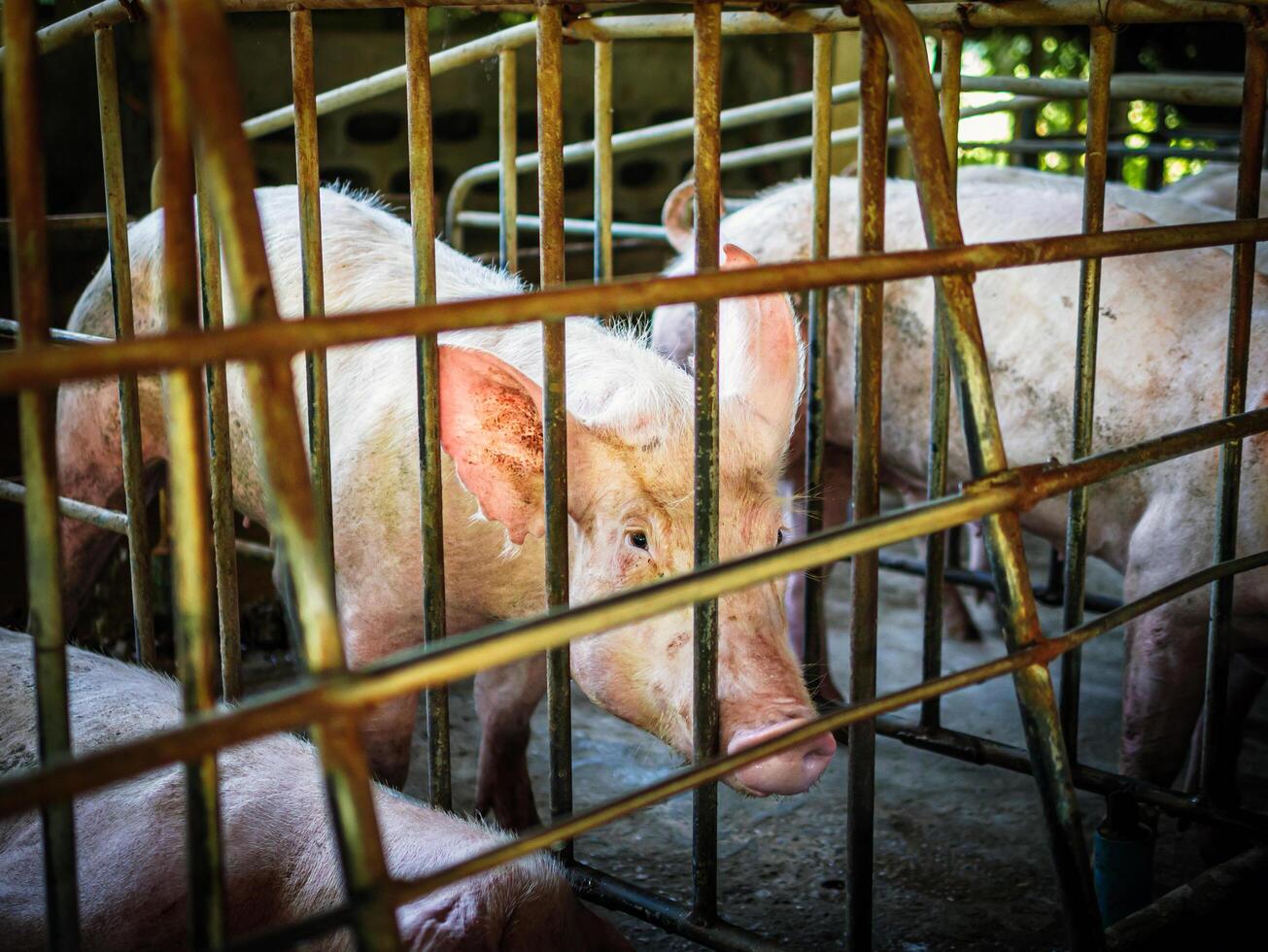 Pig in stable, Pig Breeding farm in swine business in tidy and indoor,dirty pig breed in cage photo