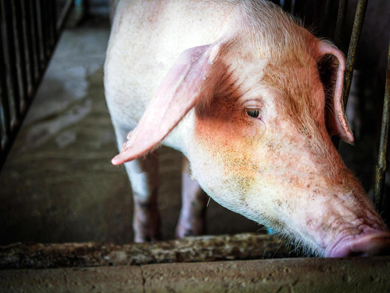 Portrait of cute breeder pig with dirty snout, Close-up of Pig's snout.Big pig on a farm in a pigsty, young big domestic pig at animal farm indoors photo