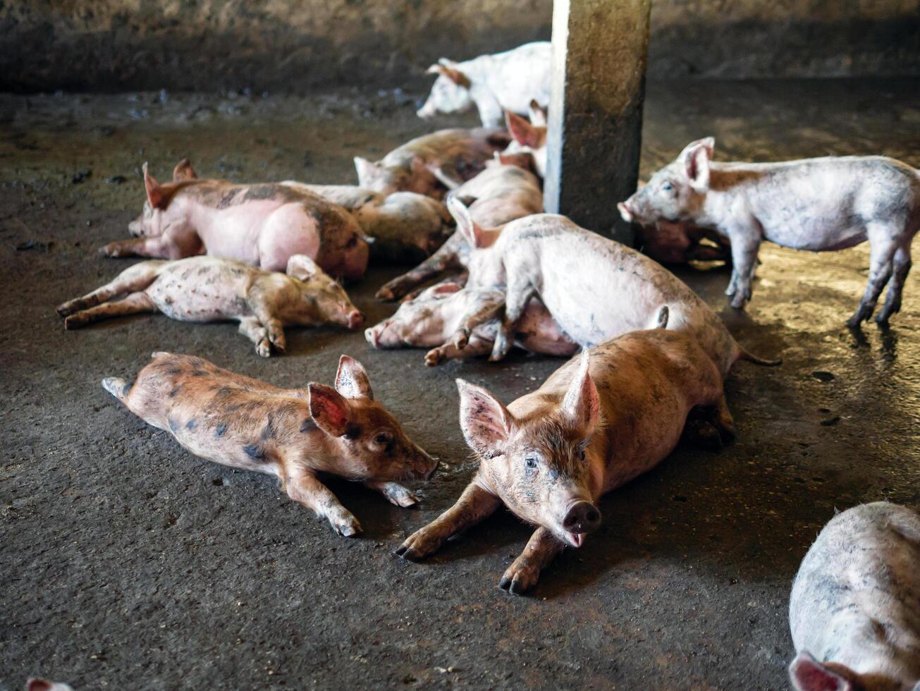 Masses Breeder pig with dirty body, Many Pig's body.Big pig on a farm in a pigsty, young big crowd domestic pig at animal farm indoors photo
