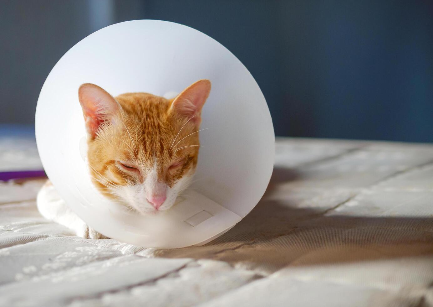 Sick orange cat in the room with Elizabethan plastic collar or cone collar prevent him scratch his eye, Cute cat wearing a protective plastic collar cone photo