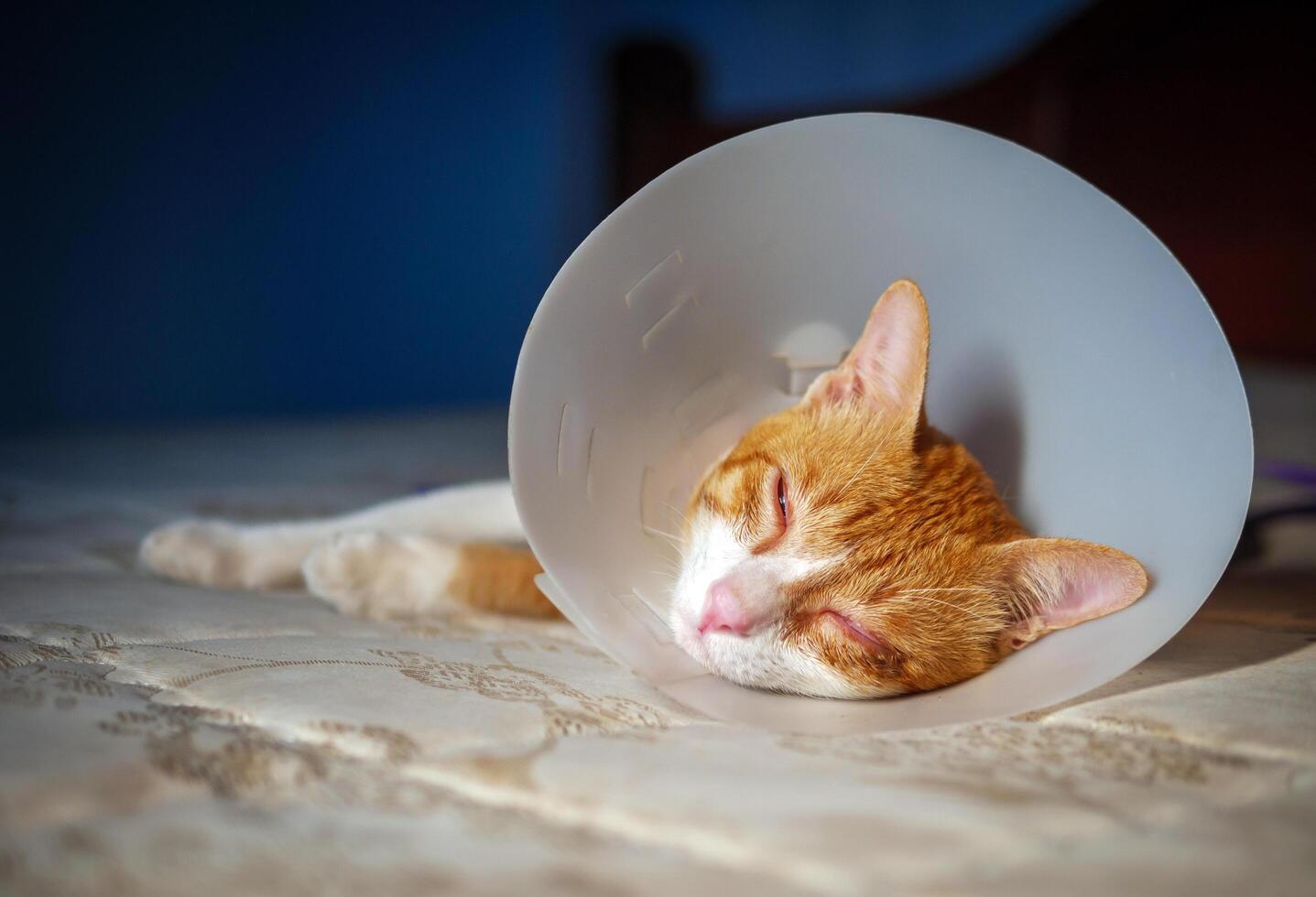 Sick orange cat in the room with Elizabethan plastic collar or cone collar prevent him scratch his eye, Cute cat wearing a protective plastic collar cone photo