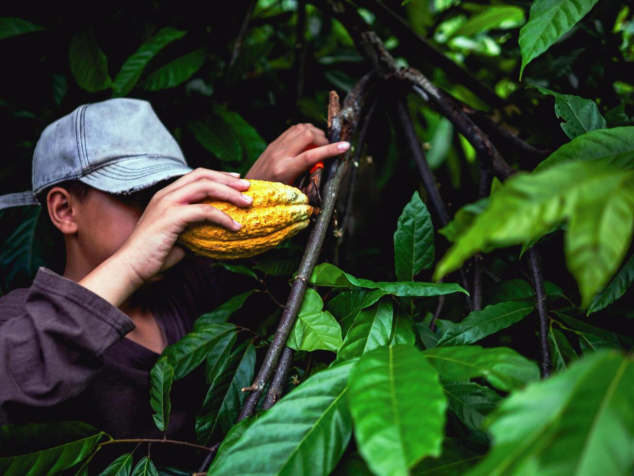 Cocoa farmer use pruning shears to cut the cocoa pods or fruit ripe yellow cacao from the cacao tree. Harvest the agricultural cocoa business produces. photo