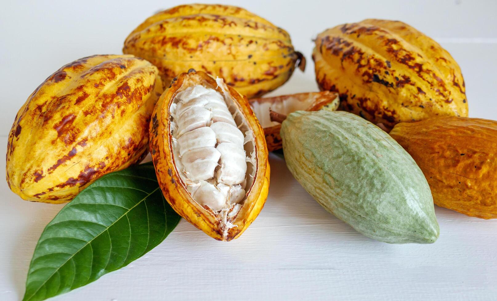 Half sliced ripe yellow cacao pod with white cocoa seed ,Cut in half fresh ripe cacao and green raw cacao fruit on white wooden background photo