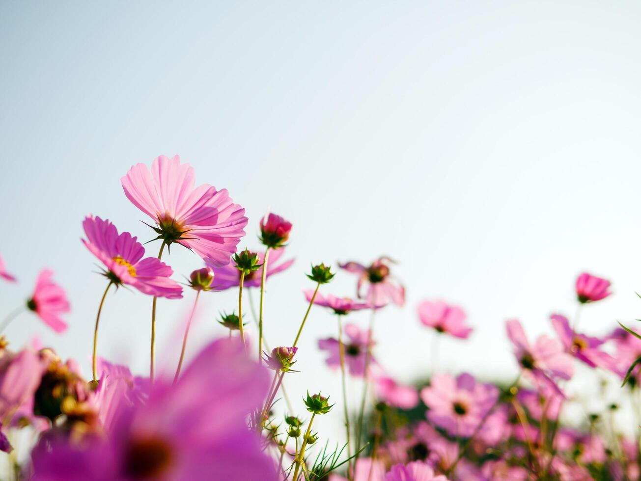Beautiful cosmos flower field and blue sky. Low angle view nature cosmos flower wallpaper background. photo