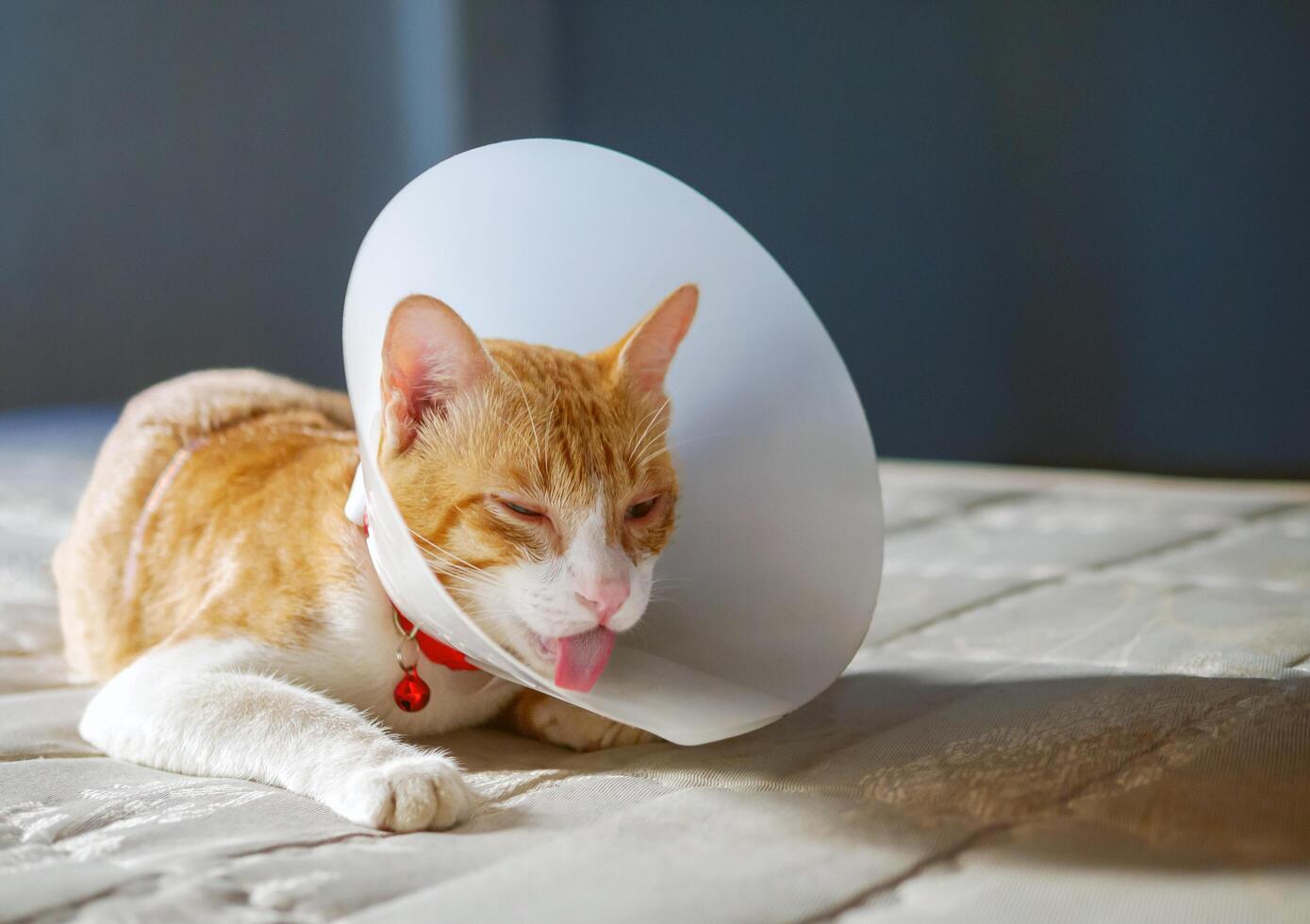 Sick orange cat in the room with Elizabethan plastic collar or cone collar prevent him scratch his eye, Cute cat wearing a protective plastic collar cone photo