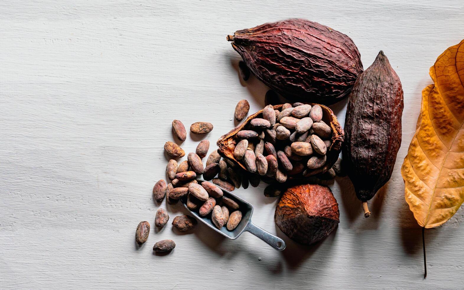 Top view of brown cocoa beans and dry cacao pod on white wooden table photo