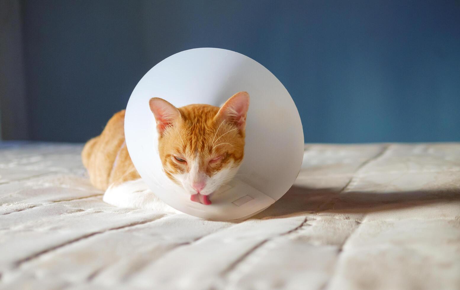 Sick orange cat in the room with Elizabethan plastic collar or cone collar prevent him scratch his eye, Cute cat wearing a protective plastic collar cone photo
