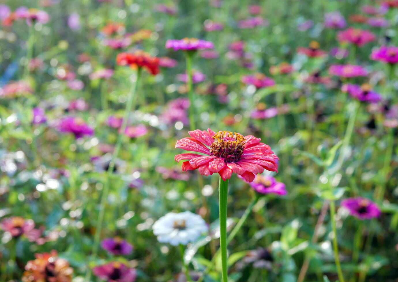 Beautiful purple gerbera flowers at cosmos field in moring sunlight. amazing of gerbera flower field landscape. nature gerbera flower background. photo