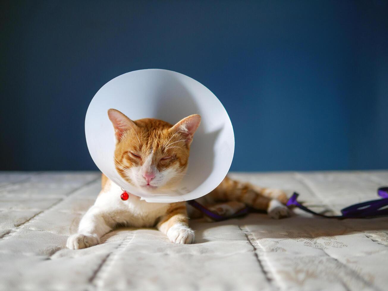 Sick orange cat in the room with Elizabethan plastic collar or cone collar prevent him scratch his eye, Cute cat wearing a protective plastic collar cone photo