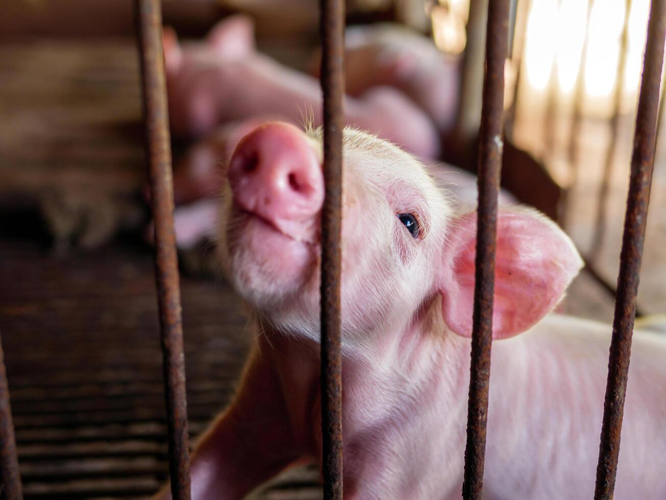 Cute newborn A week-old piglet in the pig farm with other piglets, Close-up photo