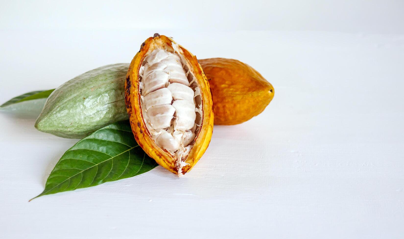 Half sliced ripe yellow cacao pod with white cocoa seed ,Cut in half fresh ripe cacao and green raw cacao fruit on white wooden background photo