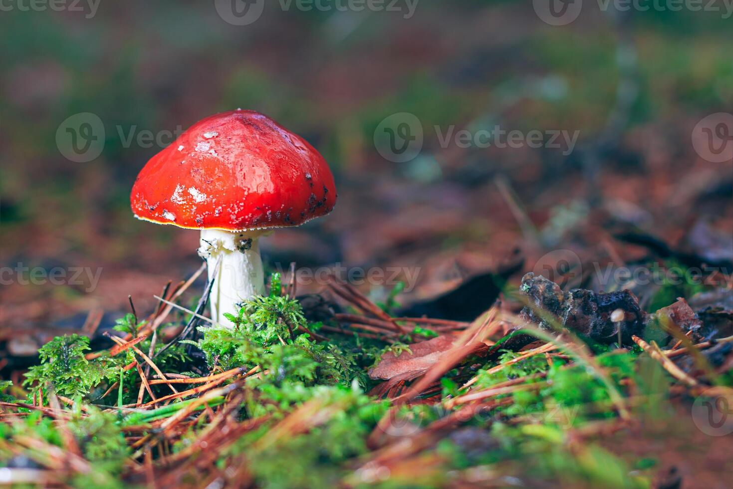 Amanita Muscaria, Known as the Fly Agaric or Fly Amanita. Healing and Medicinal Mushroom with Red Cap Growing in Forest. Can Be Used for Micro Dosing, Spiritual Practices and Shaman Rituals photo