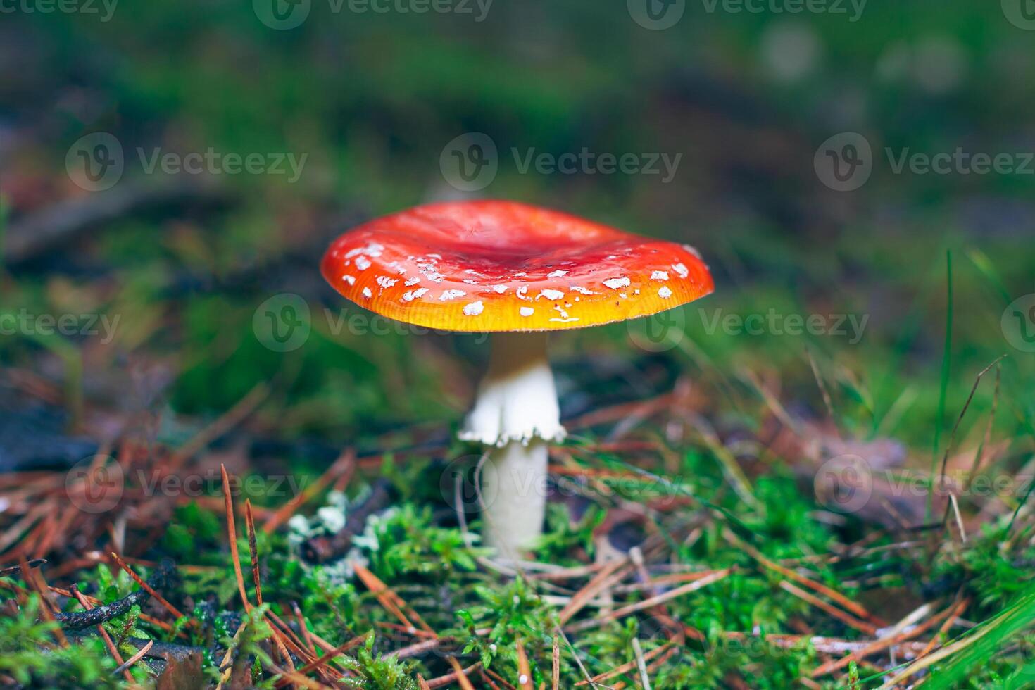 Mature Amanita Muscaria, Known as the Fly Agaric or Fly Amanita. Healing and Medicinal Mushroom with Red Cap Growing in Forest. Can Be Used for Micro Dosing, Spiritual Practices and Shaman Rituals photo
