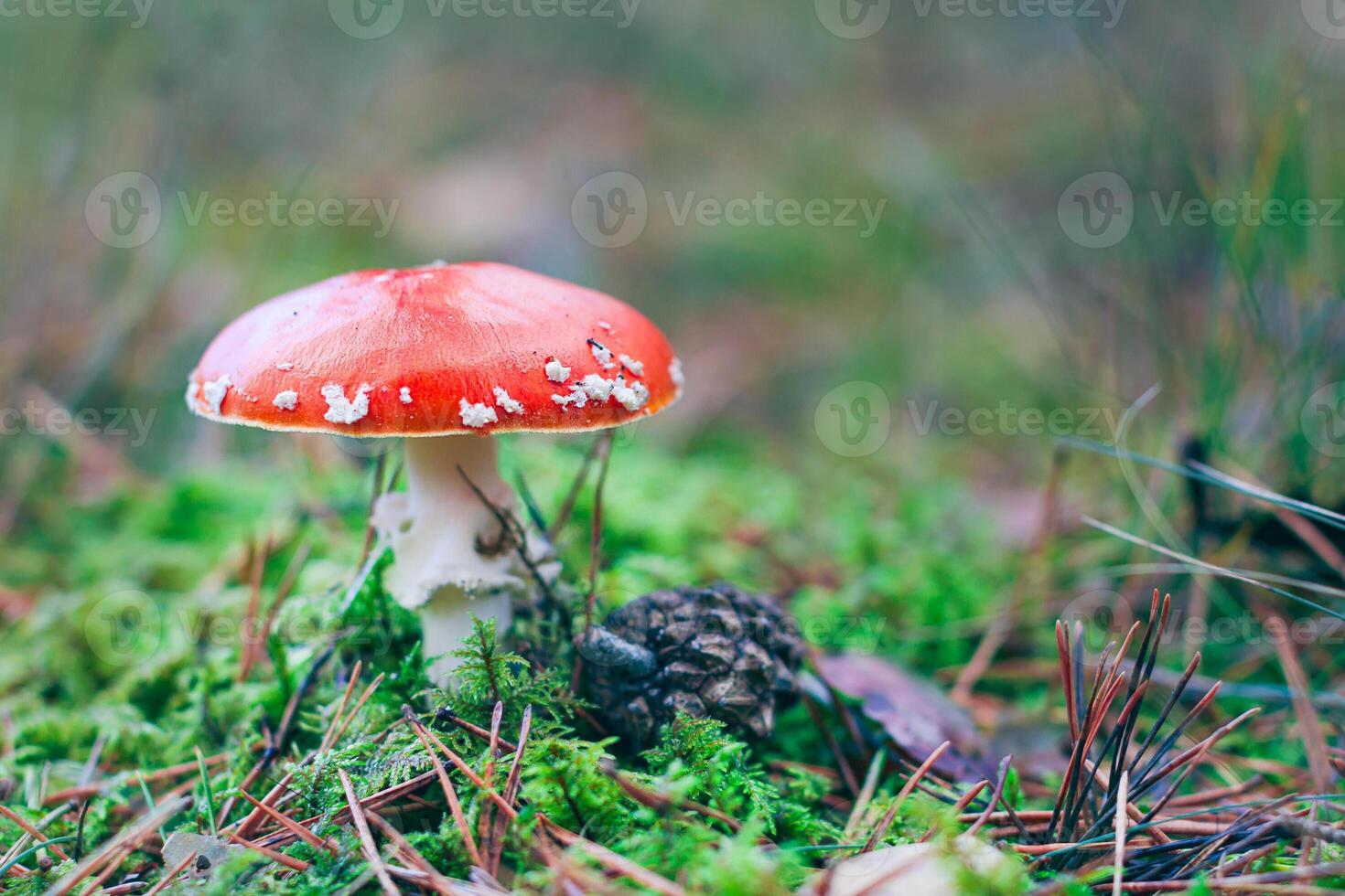 Mature Amanita Muscaria, Known as the Fly Agaric or Fly Amanita. Healing and Medicinal Mushroom with Red Cap Growing in Forest. Can Be Used for Micro Dosing, Spiritual Practices and Shaman Rituals photo
